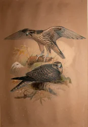 Lannérsólyom (Falco lanarius), 1856